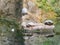 Three red-eared turtles lay near the shore of the pond. Red-eared slider, Trachemys scripta elegans