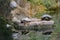 Three red-eared turtles lay near the shore of the pond. Red-eared slider, Trachemys scripta elegans