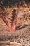 Three Red Feathers Plucked into Sand in PineCrest