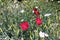 Three red flowers of Dianthus