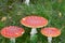 Three red fly agarics in the forest.
