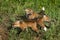 Three Red Fox Kits (Vulpes vulpes) at Play