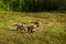 Three Red Fox Kits (Vulpes vulpes) Run Through the Grass