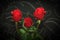 Three red fresh roses over black backround