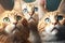 The three red-haired cats look up. Close-up