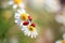 Three red ladybugs are sitting on a camomile. Summer natural still life for postcards