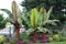 Three Red Leaf Abyssinian Banana Trees, Ensete ventricosum, orange Zinnias, pink Impatiens, and other various flowering plants