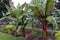 Three Red Leaf Abyssinian Banana trees, orange Zinnias, pink Impatiens and light green Coleus