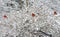 Three red male Cardinals perch in snowy bush.