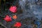 Three Red Maple Leaf on Dark Rocks