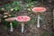 Three red mushrooms fungi
