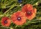 Three red Opium poppy on meadow, Papaver somniferum, detail