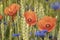 Three red Opium poppy on meadow, Papaver somniferum, detail, Czech Republic