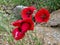 Three red poppies on the background of large stones