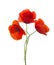 Three red poppies isolated on white background
