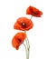 Three red poppies isolated on white background