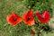 Three red poppy flowers on the background of blurred green foliage.