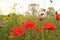 Three red poppy flowers closeup in a field margin in the dutch countryside in springtime