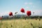 Three red poppy flowers with thin legs, small stalks against the background of clear blue spring sky