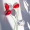 Three red poppy flowers on white table with contrast sun light and shadows and wine glass with water closeup top view
