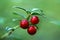 Three red ripe cranberries
