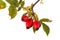 Three red rose hips and leaves