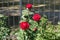 Three red roses in the garden