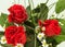Three red roses with green leaves and chamomile