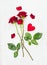 Three red roses on long stems and heart on white wood, love card