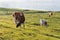 Three red spotted white cows in a sunny meadow