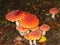three red toadstools  big and small  against the background of dry leaves in the forest and spruce