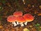 three red toadstools  big and small  against the background of dry leaves in the forest and spruce