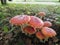 three red toadstools  big and small  against the background of dry leaves in the forest and spruce