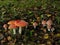 three red toadstools  big and small  against the background of dry leaves in the forest and spruce. Toadstool amanita muscaria in