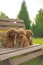 Three red toy poodles are sitting on a bench in the garden.