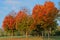 Three red trees in the park