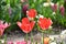 Three red Tulipa gesneria blooming in Keukenhof gardens