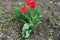 Three red tulips in bloom in april