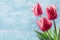 Three red tulips on blue background
