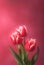 Three red tulips on pink background