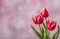 Three red tulips on pink with copy space