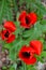 Three Red Tulips unfold and open top view