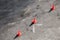 Three red warning road cones stand in line