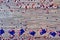 Three red, white and blue Australian flags suspended from a twine rope in front of a grungy, steel background for Australia Day on