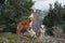 three red-white dogs against the backdrop of mountains in the park. Pet in the forest.