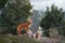 three red-white dogs against the backdrop of mountains in the park. Pet in the forest.