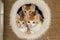 Three red and white haired kitten are sitting together in a scratching post