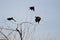 Three Red-Winged Blackbirds Taking to Flight