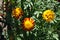 Three red and yellow flowerheads of Tagetes patula