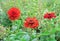 Three red zinnias bloom in the summer garden